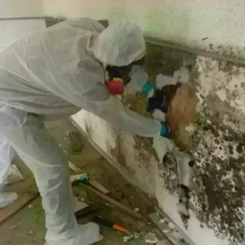 Mold Remediation and Removal in Massanutten, VA